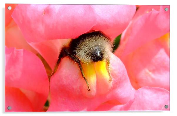 Bee Stuck In A Flower Acrylic by Christopher Humphrey