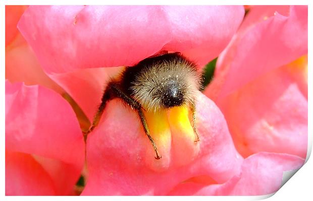 Bee Stuck In A Flower Print by Christopher Humphrey