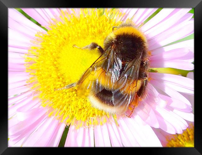 Bumble Bee Framed Print by Christopher Humphrey