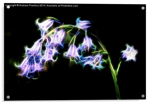 Fractal Bluebell Acrylic by Graham Prentice