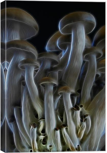 Magic Mushrooms Canvas Print by Ann Garrett