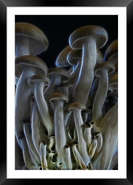 Magic Mushrooms Framed Mounted Print by Ann Garrett
