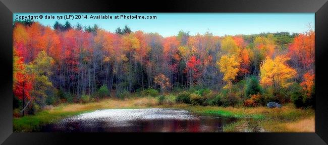 simply maine Framed Print by dale rys (LP)