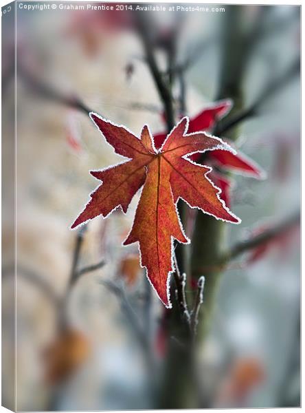 Frosty Maple Leaf Canvas Print by Graham Prentice