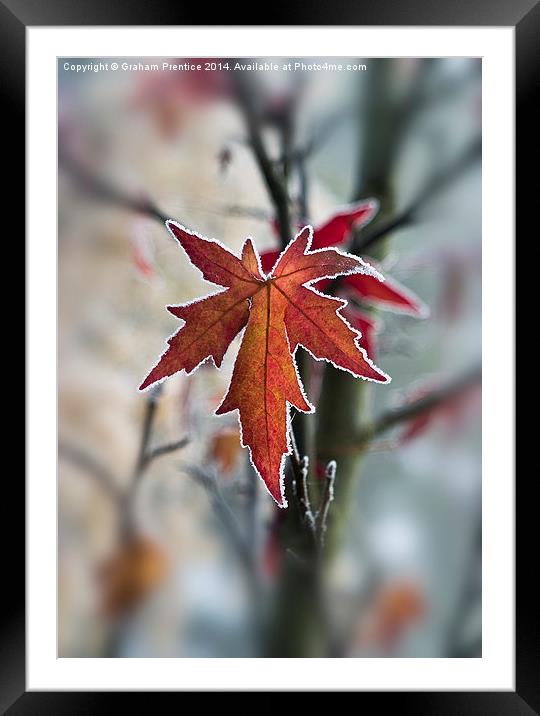 Frosty Maple Leaf Framed Mounted Print by Graham Prentice