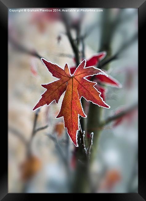 Frosty Maple Leaf Framed Print by Graham Prentice