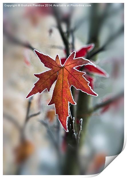 Frosty Maple Leaf Print by Graham Prentice