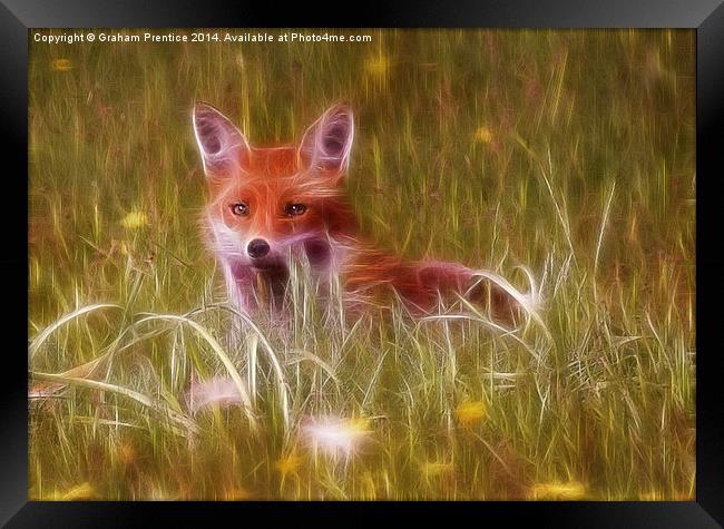 Cute Fox Cub Framed Print by Graham Prentice