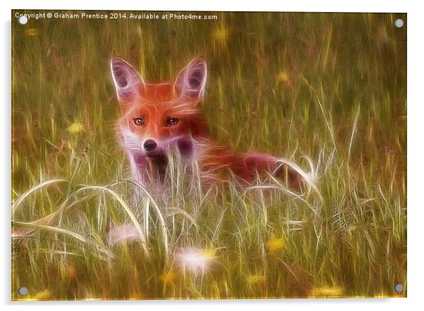 Cute Fox Cub Acrylic by Graham Prentice