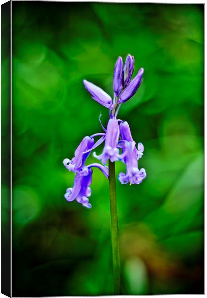 Bluebell Canvas Print by Kelvin Futcher 2D Photography