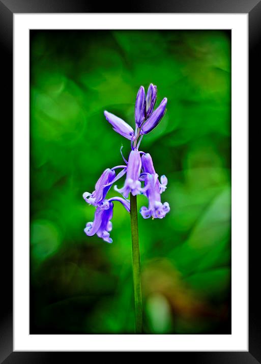 Bluebell Framed Mounted Print by Kelvin Futcher 2D Photography