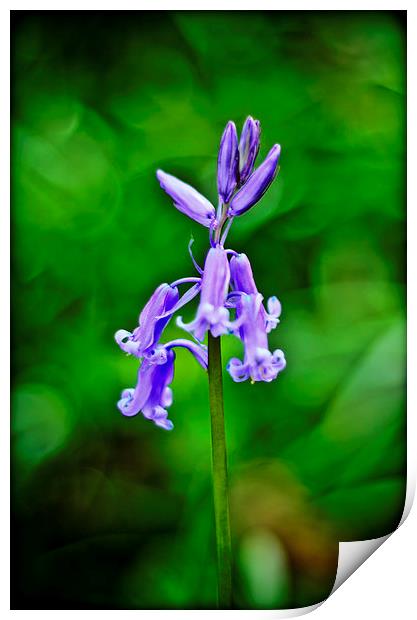 Bluebell Print by Kelvin Futcher 2D Photography