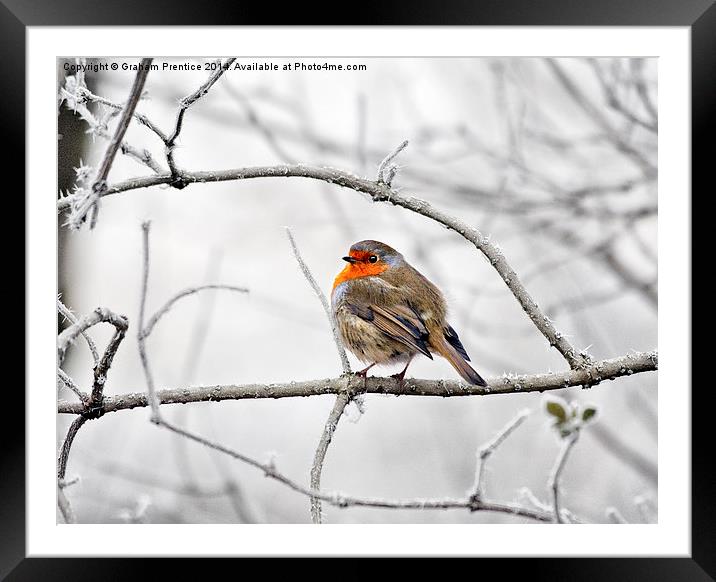 Robin On Frosty Branch Framed Mounted Print by Graham Prentice