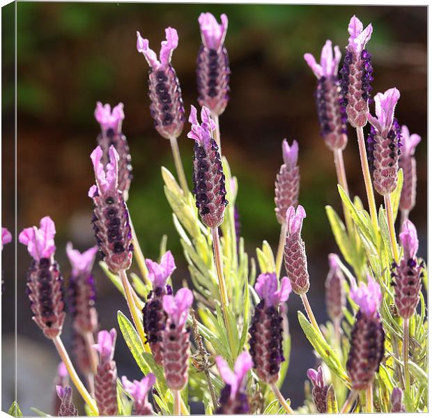 Lavender in Bloom Canvas Print by Jennie Franklin