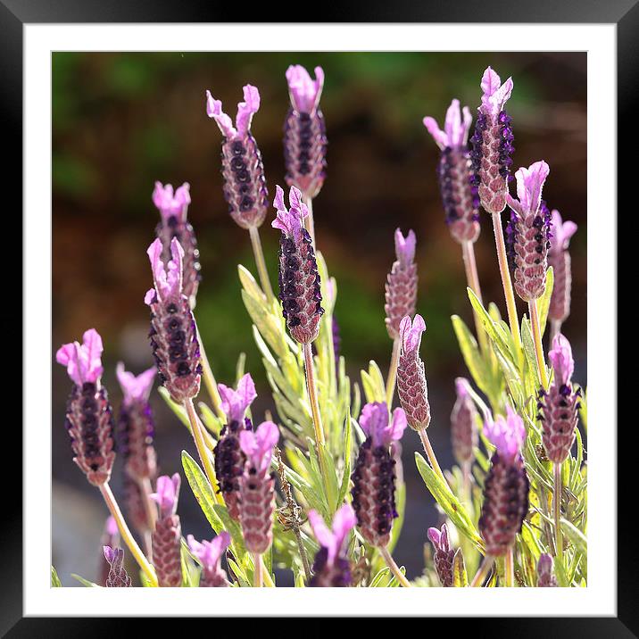Lavender in Bloom Framed Mounted Print by Jennie Franklin