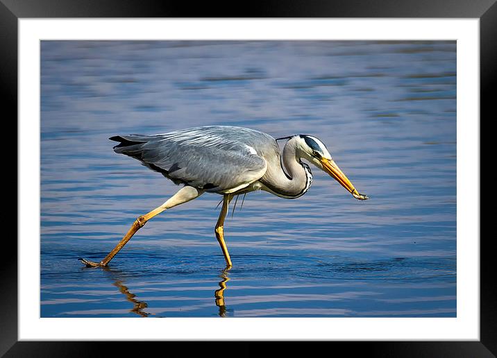 Snack time for Grey Heron Framed Mounted Print by Jim Jones