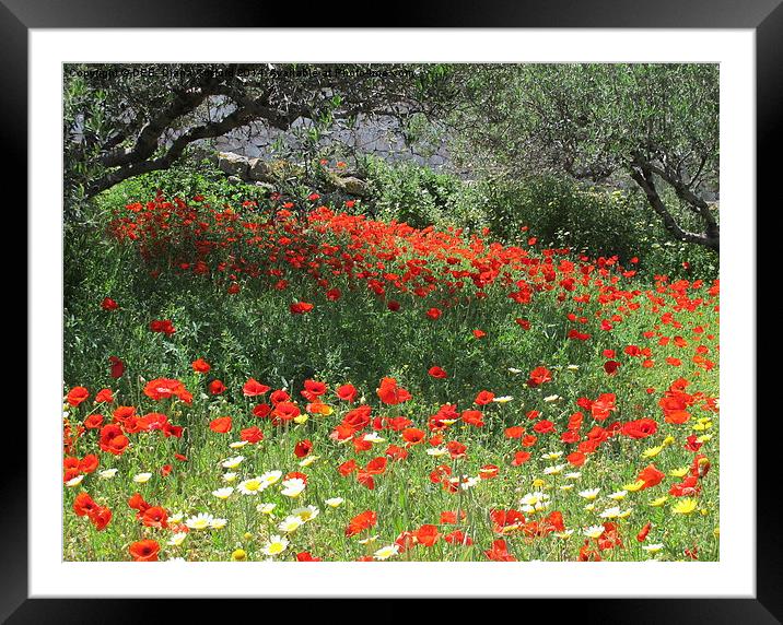 Poppies in Olive Grove Framed Mounted Print by DEE- Diana Cosford