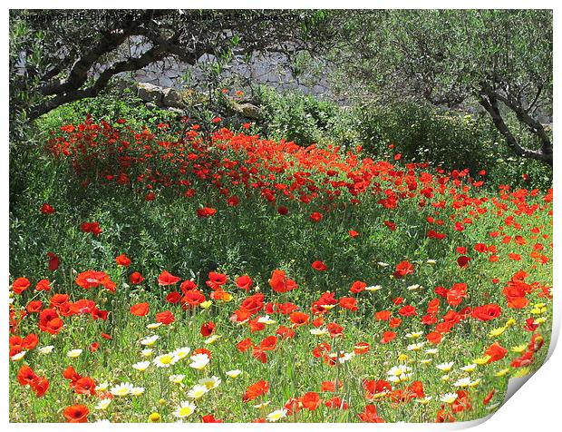 Poppies in Olive Grove Print by DEE- Diana Cosford