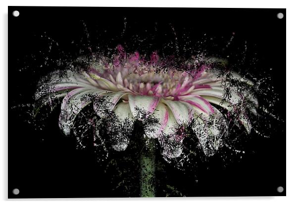 Fractured Gerbera Acrylic by Steve Purnell