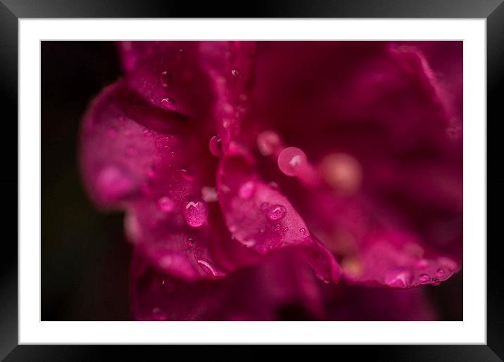 Pretty in Pink Framed Mounted Print by Laura Witherden