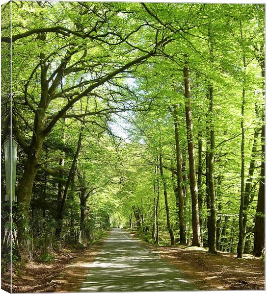 A Quiet Walk Canvas Print by james richmond