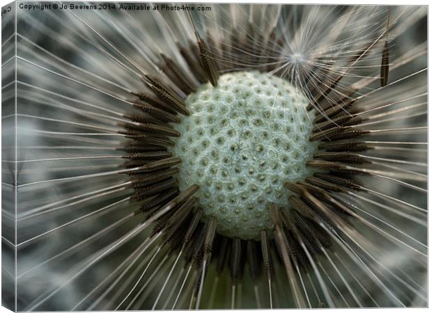 dandelion close up Canvas Print by Jo Beerens