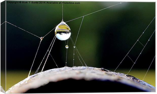 Dewdrop Canvas Print by Mark  F Banks
