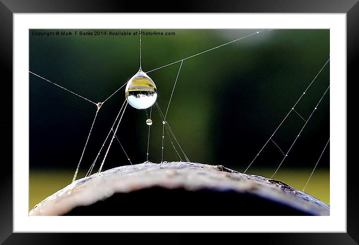 Dewdrop Framed Mounted Print by Mark  F Banks