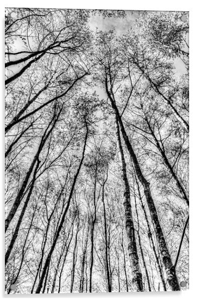 The Forest Acrylic by David Pyatt