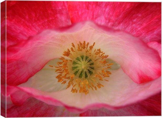 Pink Popeye Canvas Print by Steve Hughes