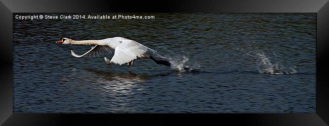 Swan becoming airborne Framed Print by Steve H Clark