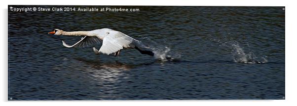 Swan becoming airborne Acrylic by Steve H Clark