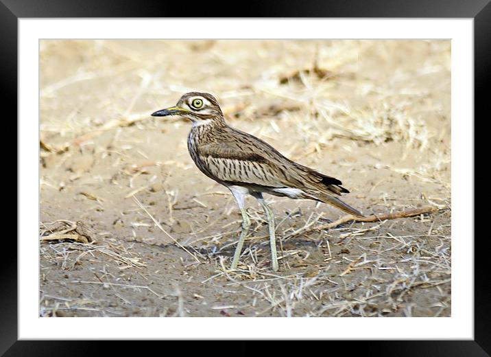 Senegal Thick Knee Framed Mounted Print by Jacqueline Burrell