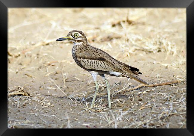 Senegal Thick Knee Framed Print by Jacqueline Burrell