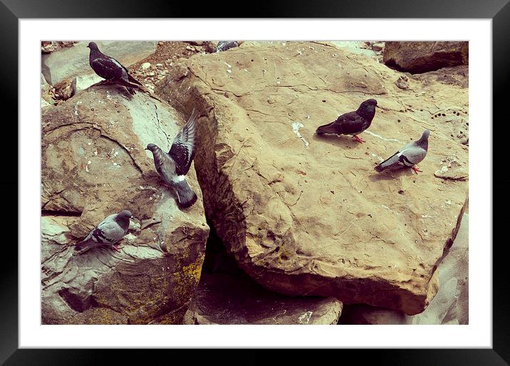 Pigeons Framed Mounted Print by Chiara Cattaruzzi