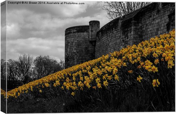 Daffs at the wall Canvas Print by Ali Brown