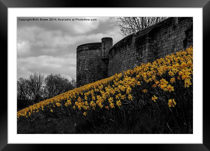 Daffs at the wall Framed Mounted Print by Ali Brown