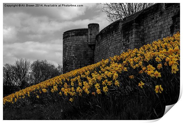 Daffs at the wall Print by Ali Brown