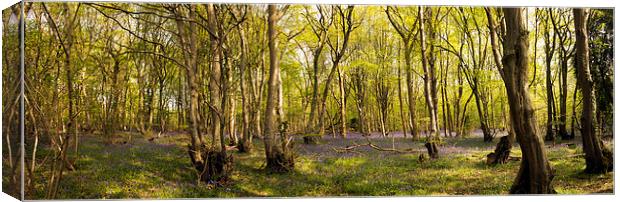 Reydon Woods and Bluebells 1 Canvas Print by Bill Simpson