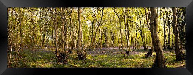 Reydon Woods and Bluebells 1 Framed Print by Bill Simpson