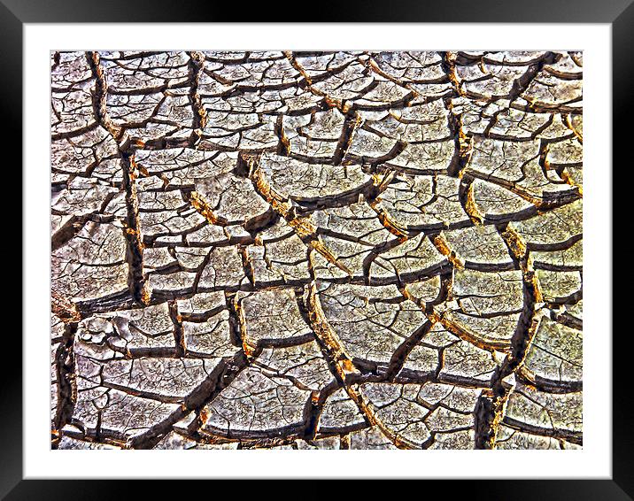Drought Framed Mounted Print by Judy Hall-Folde