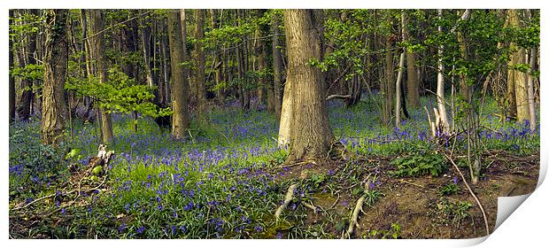 Reydon Woods and Bluebells 2 Print by Bill Simpson