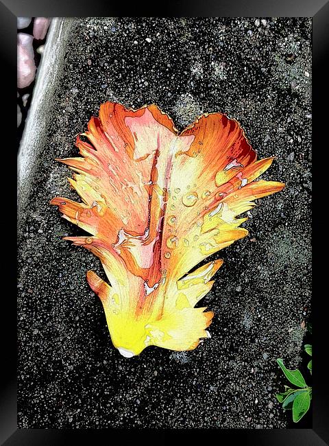 Tulip Petal and Rain Drops Framed Print by Brian Sharland