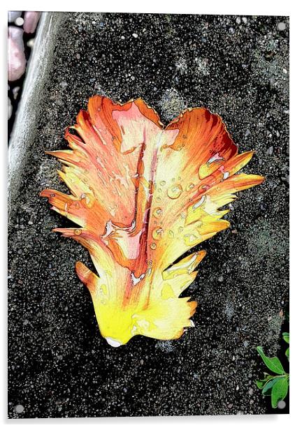 Tulip Petal and Rain Drops Acrylic by Brian Sharland