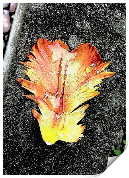 Tulip Petal and Rain Drops Print by Brian Sharland