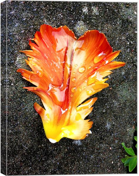 Tulip Petal After Rain Fall Canvas Print by Brian Sharland