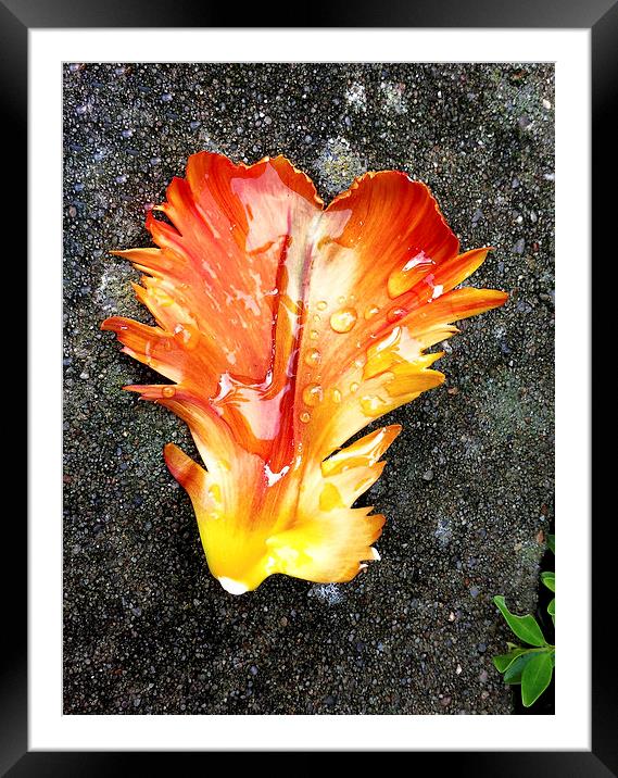 Tulip Petal After Rain Fall Framed Mounted Print by Brian Sharland