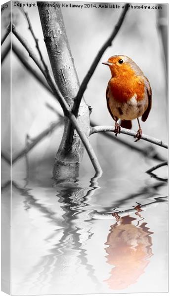 ROBIN REFLECTIONS Canvas Print by Anthony Kellaway