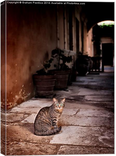 Cat With Green Eyes Canvas Print by Graham Prentice