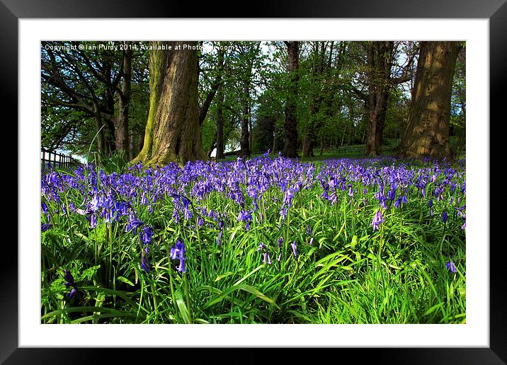Bluebell wood Framed Mounted Print by Ian Purdy